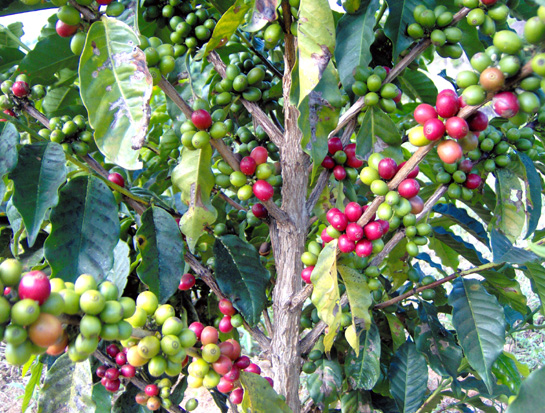 Cafeeiro (Coffea sp.)